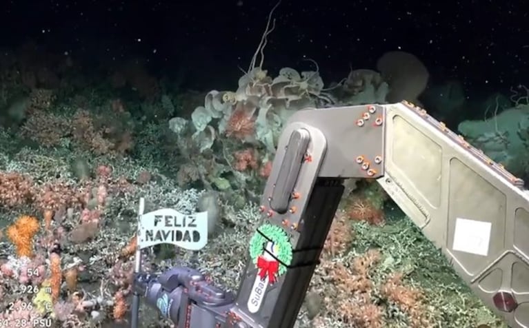 El saludo sorprendió en la profundidad del mar.