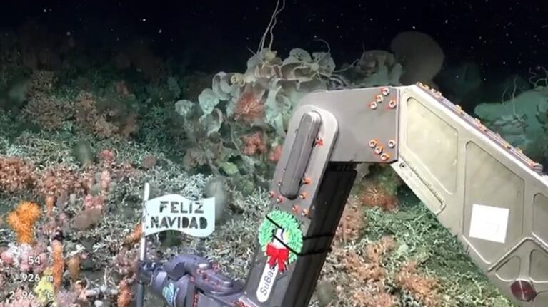 El saludo sorprendió en la profundidad del mar.