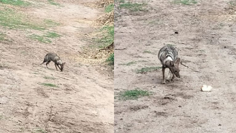 El supuesto canguro resultó ser un zorrito enfermo.