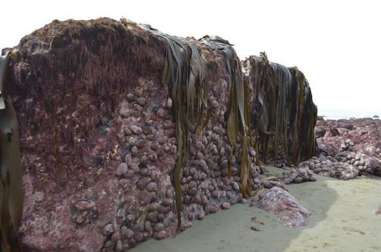 El terremoto levantó el fondo marino en Nueva Zelanda