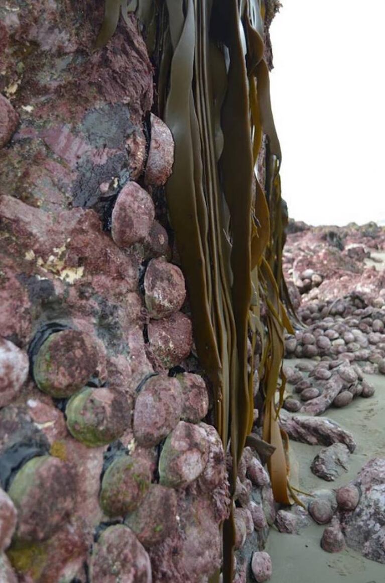 El terremoto levantó el fondo marino en Nueva Zelanda