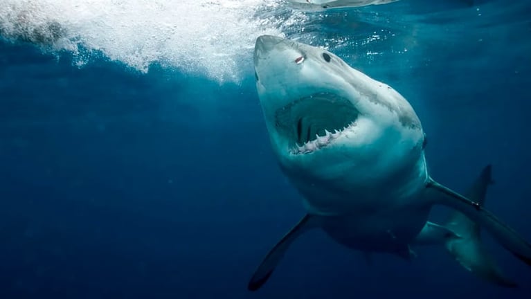 El tiburón atacó a la turista mientras practicaba surf de remo.