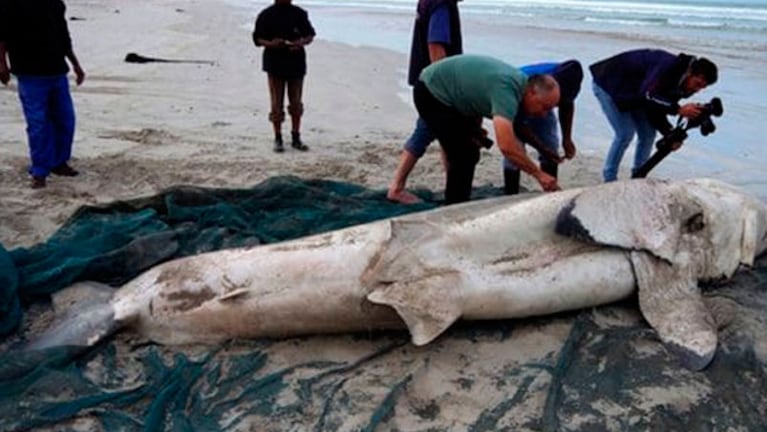 El tiburón blanco macho es el cuarto animal que encontraron muerto.