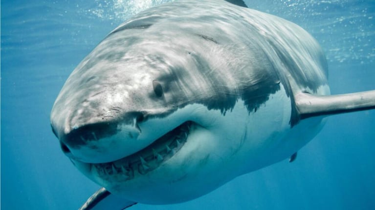 El Tiburón blanco más grande del mundo.