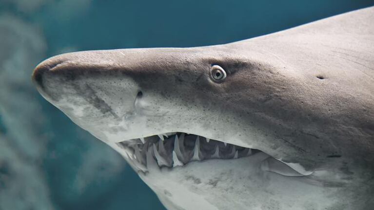 El tiburón toro es uno de los más peligrosos del mundo.