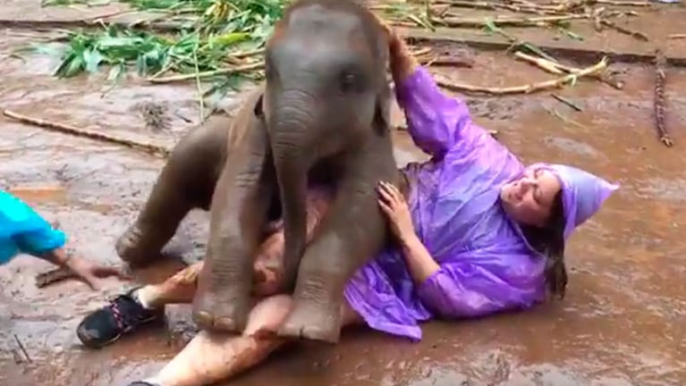 El tierno momento que vivió una turista con un elefante bebé.