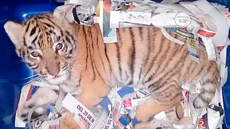 El tierno tigrecito de Bengala se encuentra en peligro de extinción.