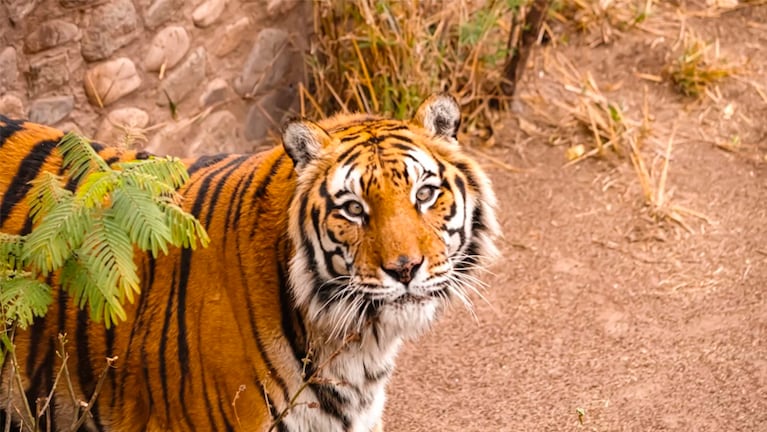 El tigre Diego murió en Córdoba a los 21 años.
