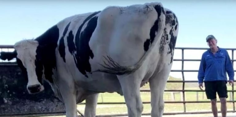 El toro gigante que se salvó del matadero por su tamaño