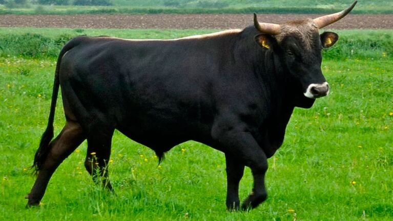 El toro le provocó un golpe mortal en la cabeza a la víctima.