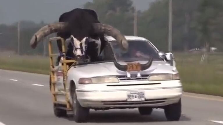 El toro se llama Howdy Doody y pertenece a la raza Watusi.