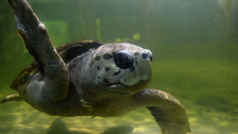 El tortugo Jorge dejó de ser monitoreado en las aguas de Brasil.