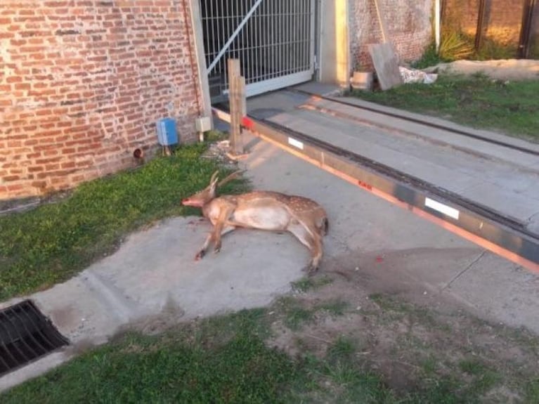 El trágico final de un ciervo extraviado en Rosario