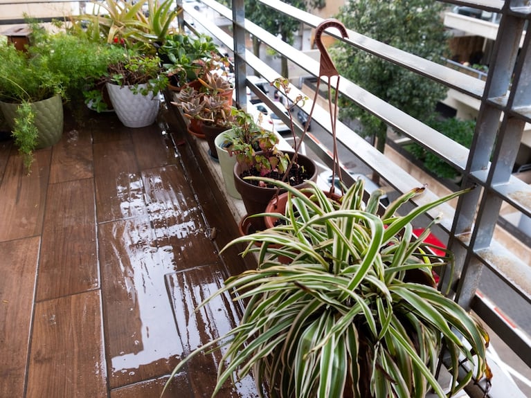 El truco clave para cuidar a tus plantas.