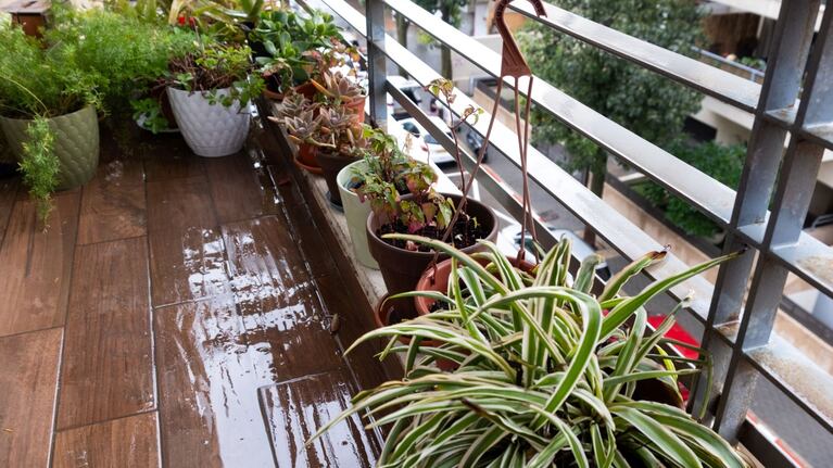 El truco clave para cuidar a tus plantas.