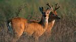 El Venado de las Pampas está en peligro en extinción. 