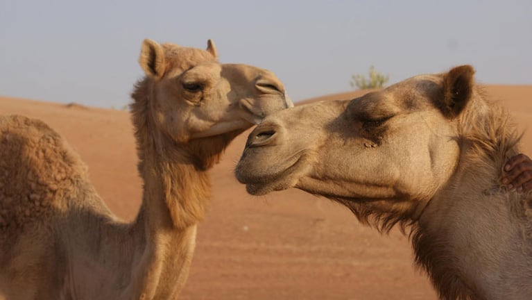 El video de la pareja de camellos enamorados sorprendió a los automovilistas. 
