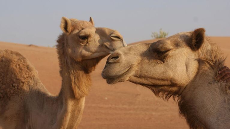 El video de la pareja de camellos enamorados sorprendió a los automovilistas.