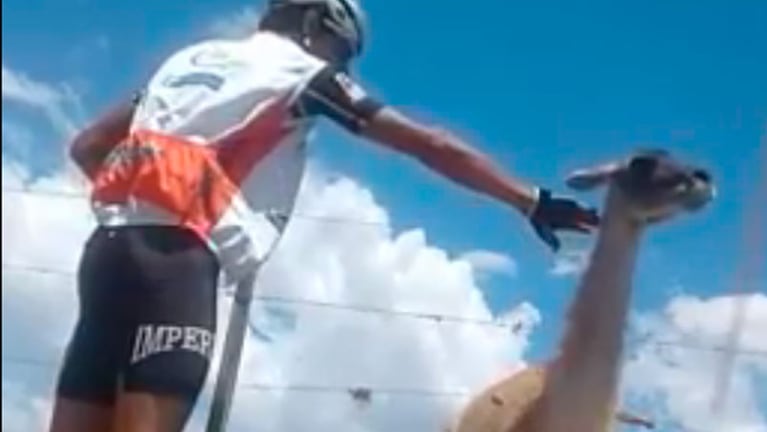 El video del guanaco y el ciclista mendocino fue muy comentada en las redes.