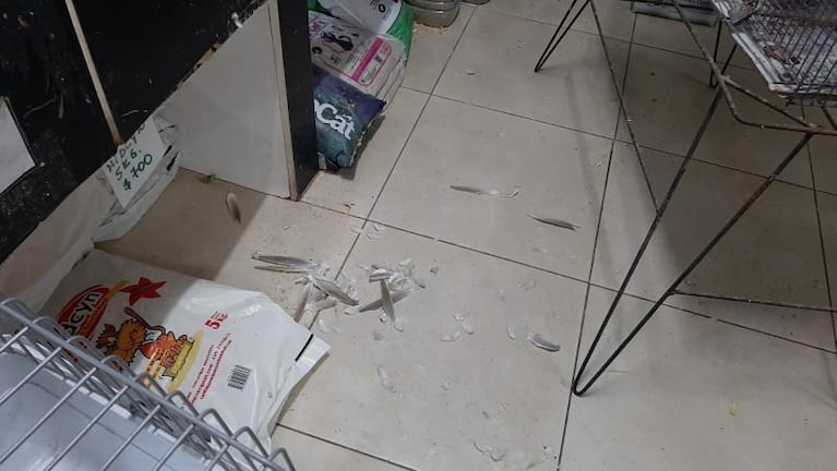 El video del insólito robo de loros australianos en una veterinaria en Córdoba 