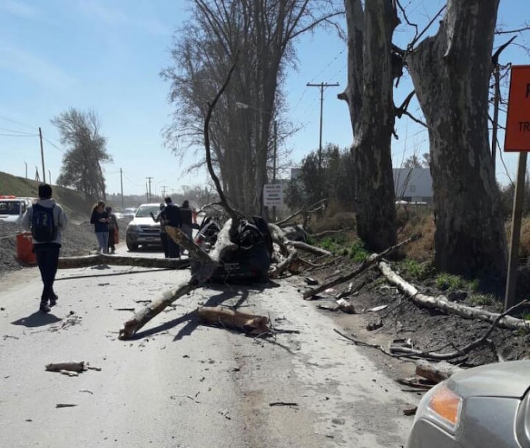 El viento no da tregua: un árbol cayó y aplastó un auto