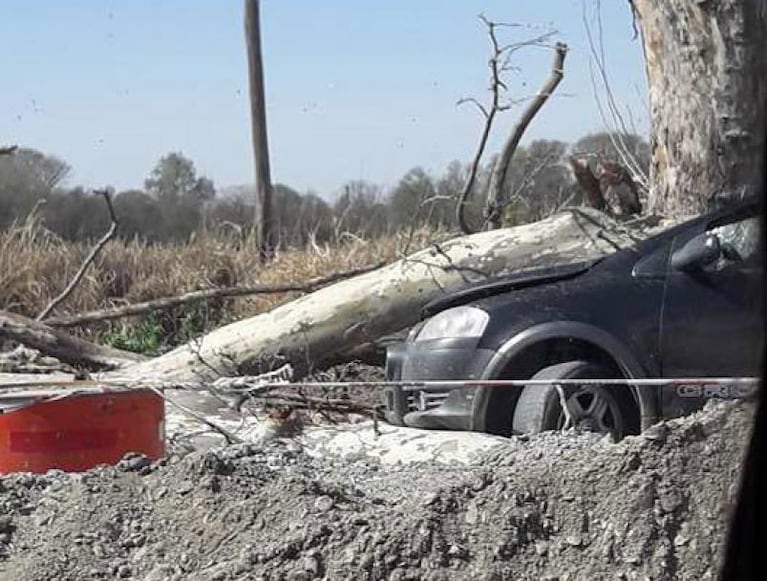 El viento no da tregua: un árbol cayó y aplastó un auto