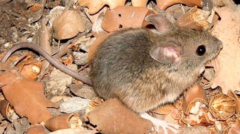 El virus se propaga más en las zonas rurales.
