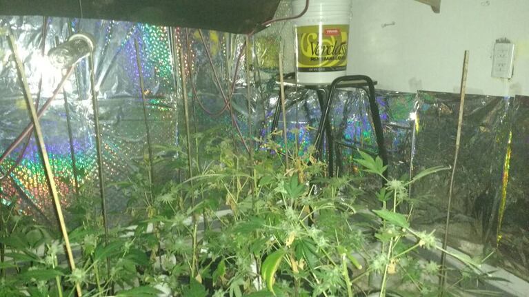 El vivero de marihuana que el vecino tenía en la casa.