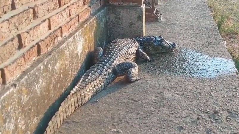 El yacaré apareció en el patio de la escuela.