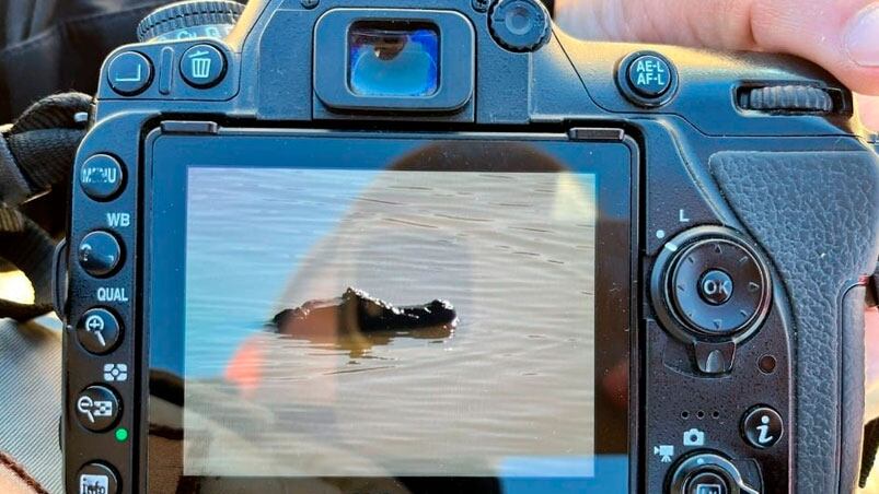 El yacaré overo fue rescatado de lagunas contaminadas tras un arduo operativo.