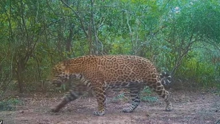 El yaguareté captado por cámaras a principios de este año.