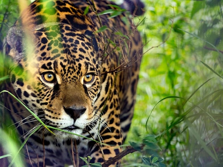 El yaguareté, una de las especies amenazadas en Argentina. Foto: Fundación Rewilding.