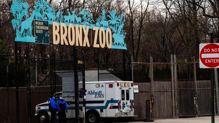 El zoológico del Bronx permanece cerrado por los casos de animales con coronavirus.