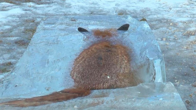 El zorro quedó atrapado en un bloque de hielo.
