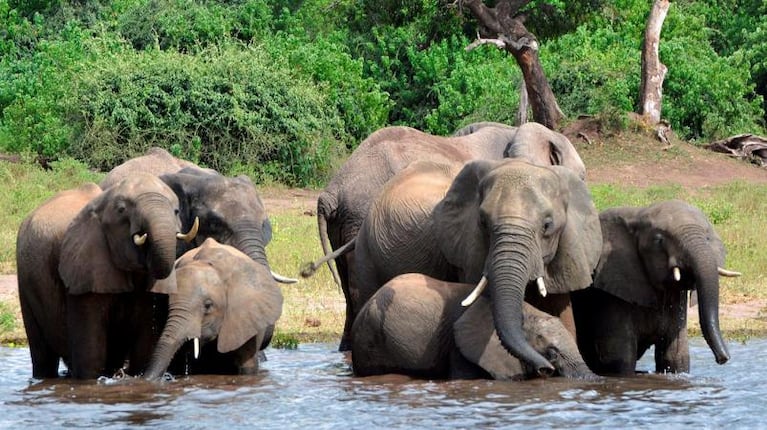 Elefantes en peligro: subastan licencias para cazarlos por una fortuna