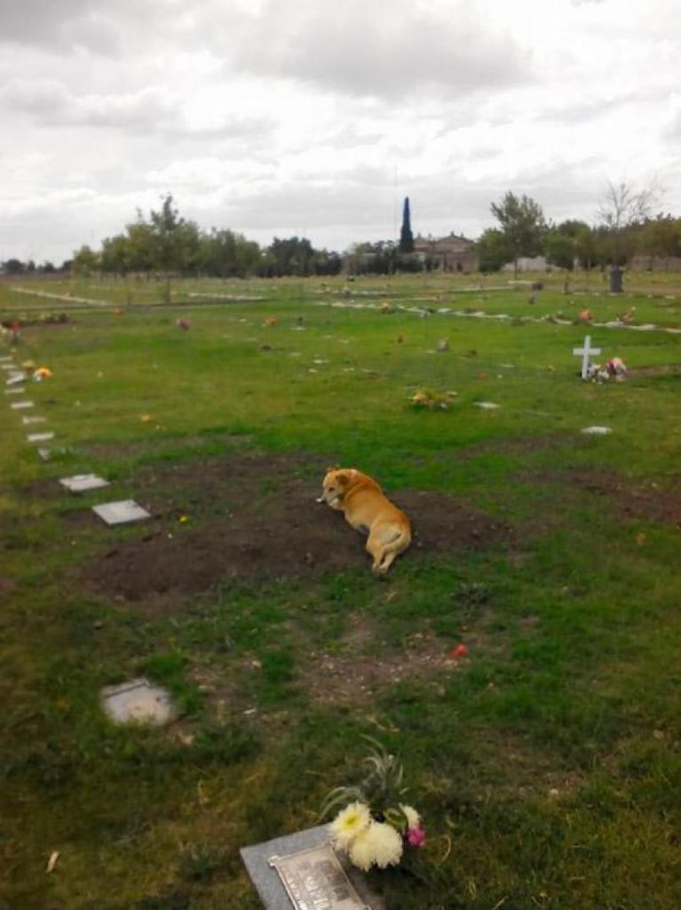 Emocionante imagen de un perro sobre la tumba de su dueño