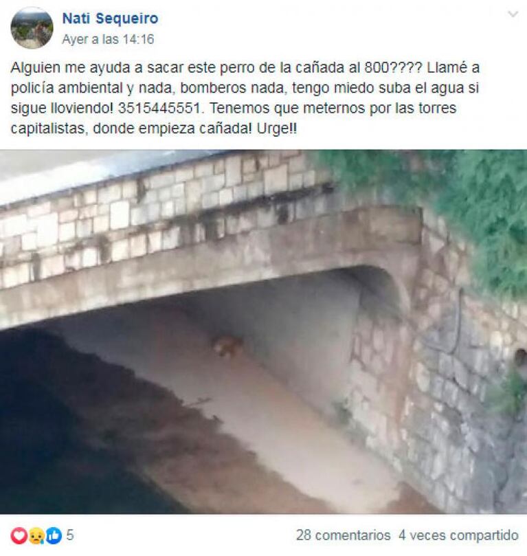 Emocionante rescate de una perra atrapada en la Cañada