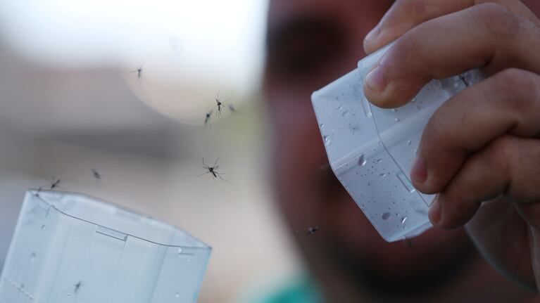 Empieza el calor y vuelven con todo los mosquitos.