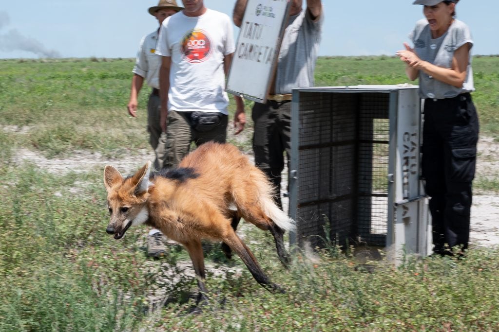 En 2023 se rescataron tres ejemplares de esta especie en la provincia.