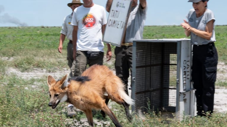 En 2023 se rescataron tres ejemplares de esta especie en la provincia.