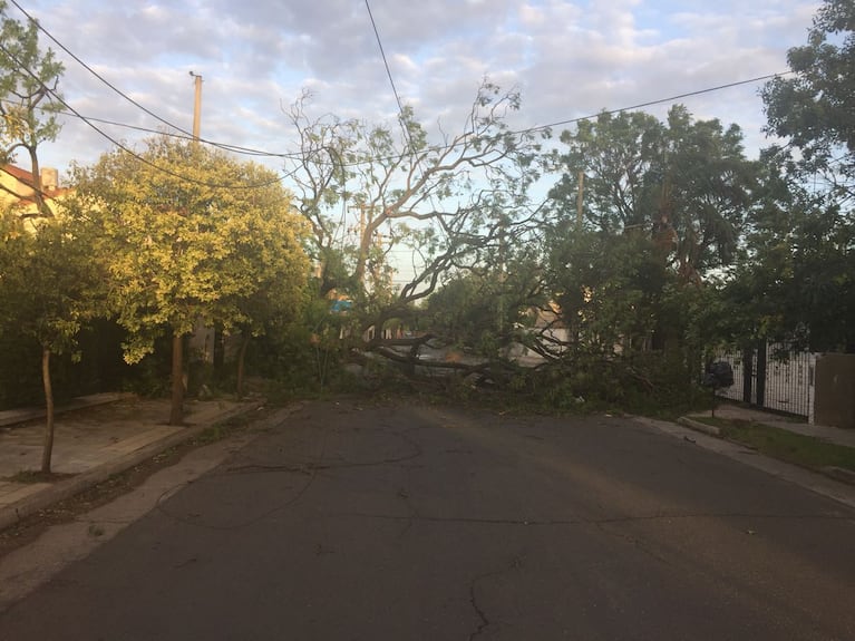 En barrio Cerro de las Rosas también se cayeron árboles.