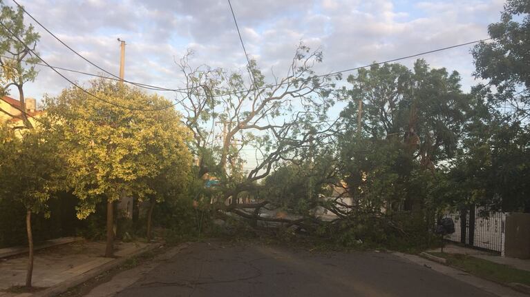 En barrio Cerro de las Rosas también se cayeron árboles.