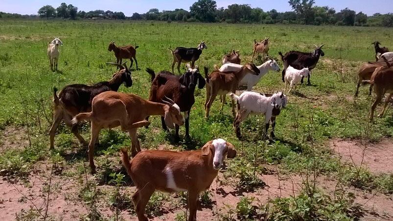 En Cachi, nació un raro ejemplar de cabrito.