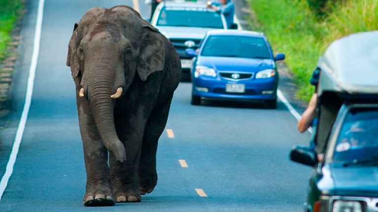 En cercanías al Parque Nacional De Gorumara, los elefantes aparecen con frecuencia en la ruta.