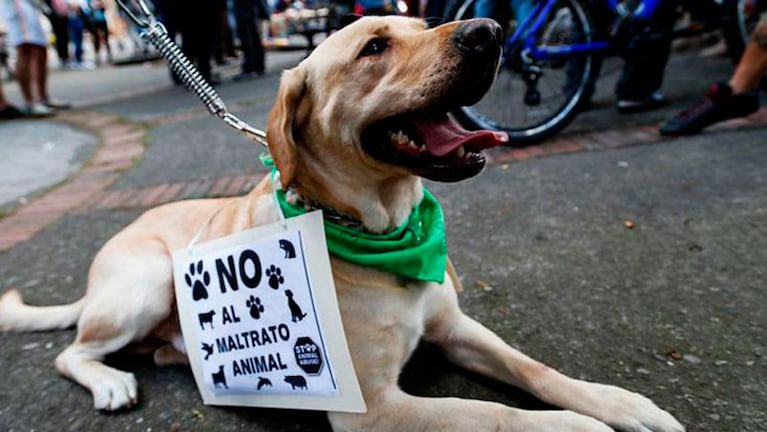 En Colombia hubo manifestaciones contra el maltrato animal.