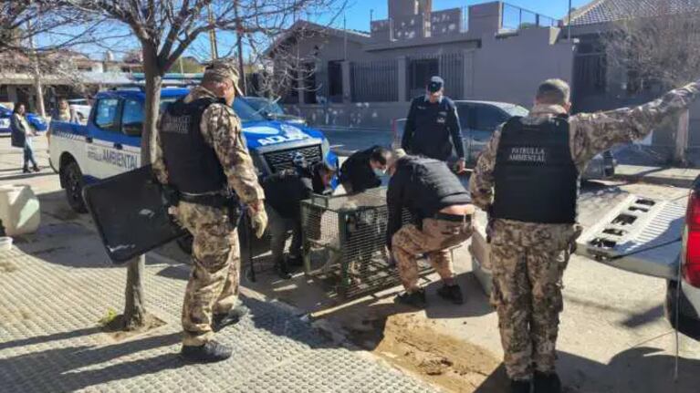 En Cosquín desbarataron un criadero clandestino de perros. (Imagenes Carlos Paz Vivo).