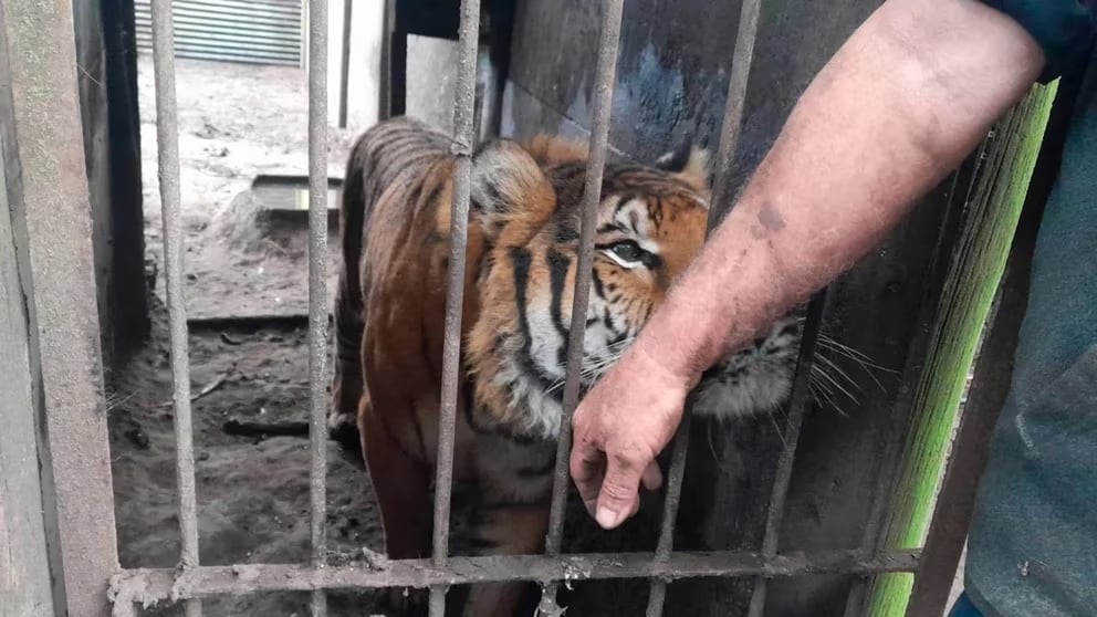 En el equipo de rescate había veterinarios de Four Paws, que lucha por el bienestar animal.