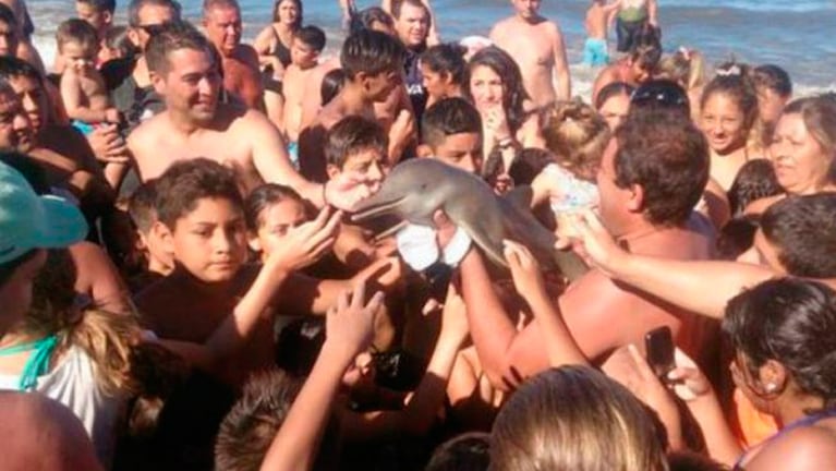 En el mundo piden que el hombre que sacó el delfín del mar de explicaciones a la justicia.