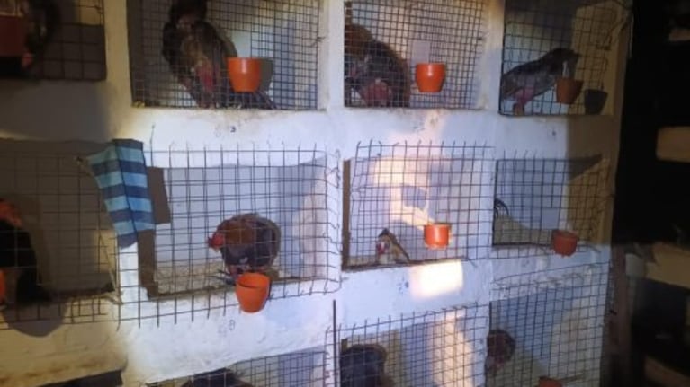 En el terreno usurpado secuestraron 30 gallos.