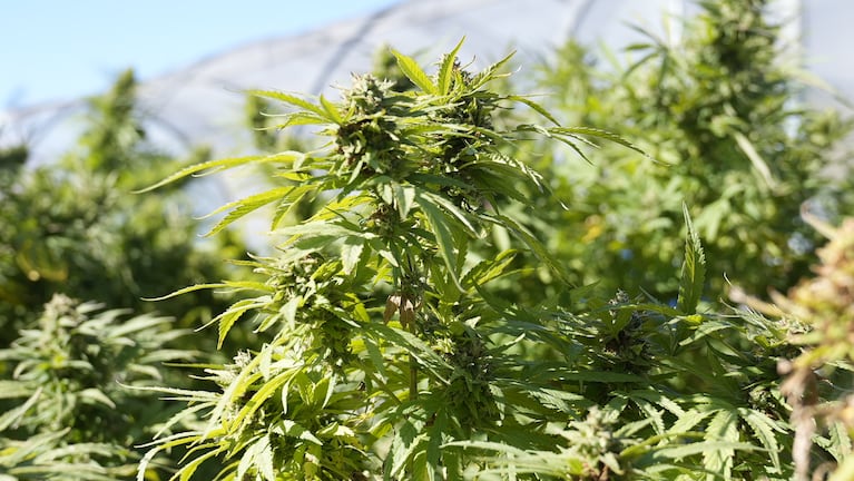 En el Valle de Calamuchita está la primera plantación legal de marihuana.